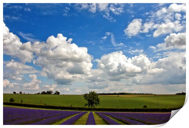 Lavender Bliss in Cotswold's Summer Print by Andy Evans Photos