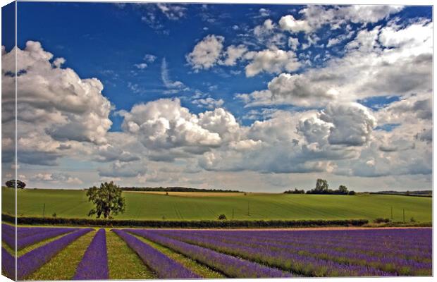 'Serene Cotswolds Lavender Fields' Canvas Print by Andy Evans Photos