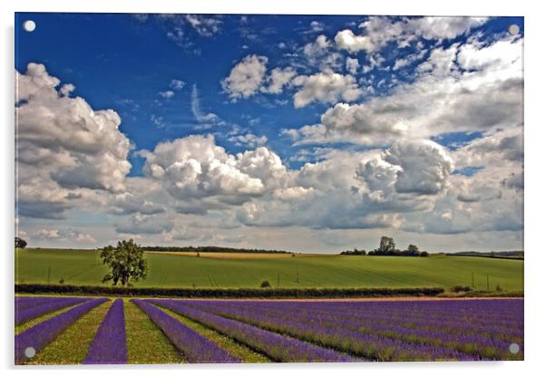 'Serene Cotswolds Lavender Fields' Acrylic by Andy Evans Photos
