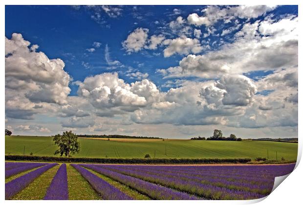'Serene Cotswolds Lavender Fields' Print by Andy Evans Photos