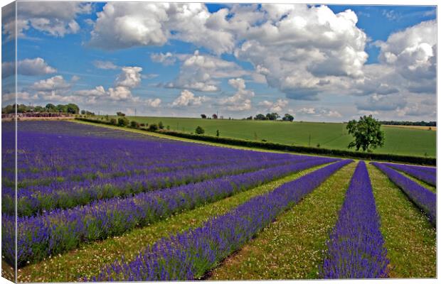 Lavender Field Purple Flowers Cotswolds England Canvas Print by Andy Evans Photos