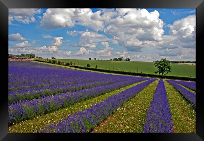Lavender Field Purple Flowers Cotswolds England Framed Print by Andy Evans Photos