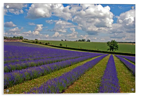 Lavender Field Purple Flowers Cotswolds England Acrylic by Andy Evans Photos