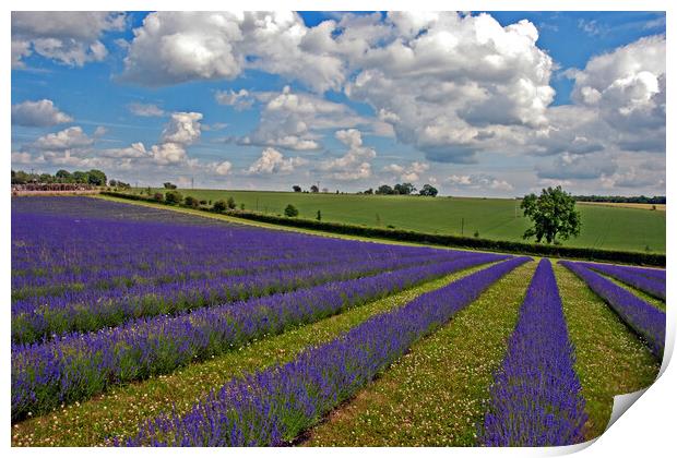 Lavender Field Purple Flowers Cotswolds England Print by Andy Evans Photos