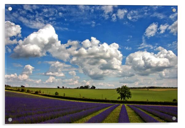 Enchanting Lavender Seascape, Cotswolds, England Acrylic by Andy Evans Photos