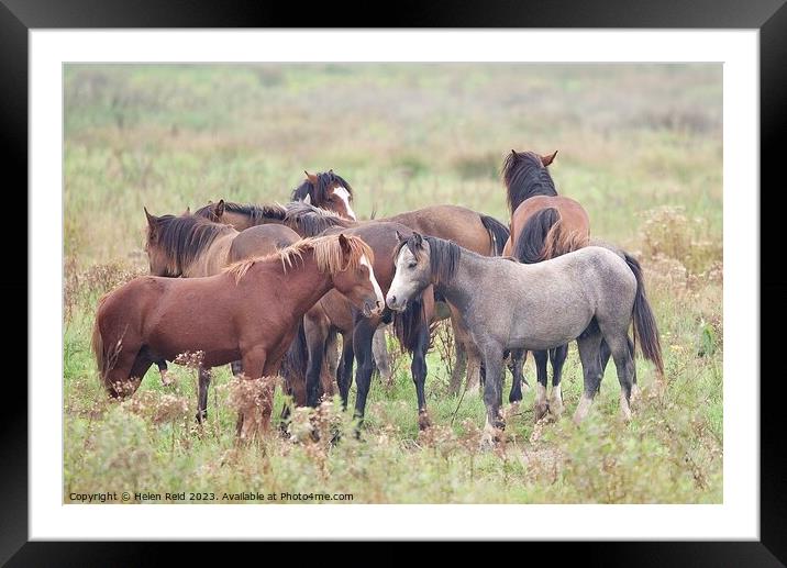 Wild horses Framed Mounted Print by Helen Reid