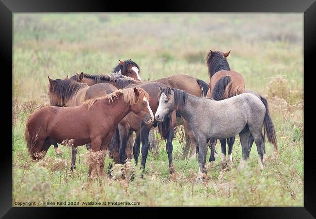Herd of wild horses Framed Print by Helen Reid