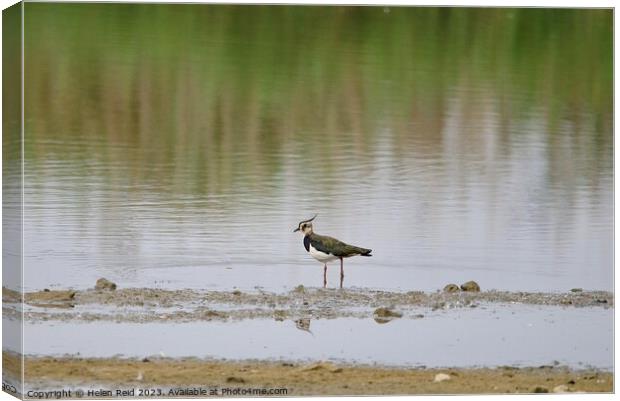 Lonely Lapwing Canvas Print by Helen Reid