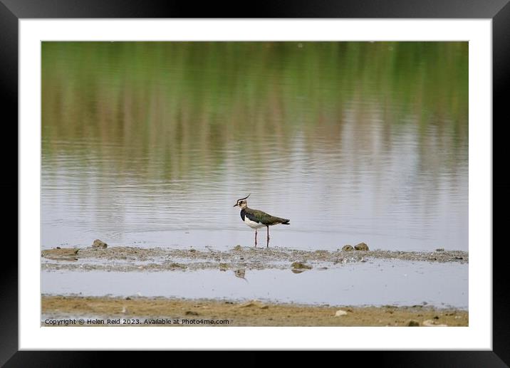 Lonely Lapwing Framed Mounted Print by Helen Reid