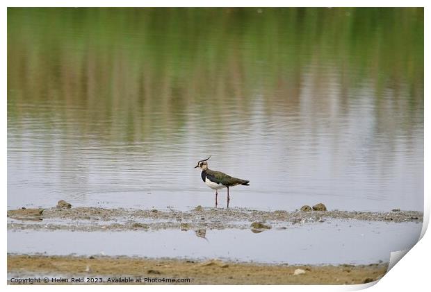 Lonely Lapwing Print by Helen Reid