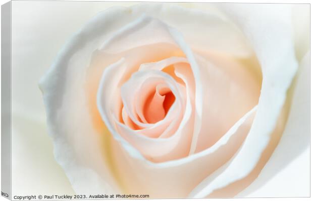 A Perfect Rose Canvas Print by Paul Tuckley