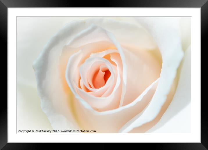 A Perfect Rose Framed Mounted Print by Paul Tuckley