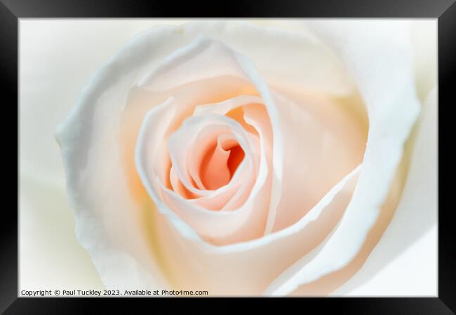 A Perfect Rose Framed Print by Paul Tuckley