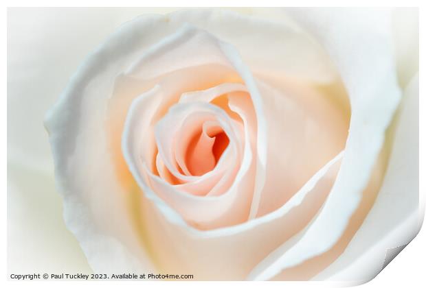 A Perfect Rose Print by Paul Tuckley
