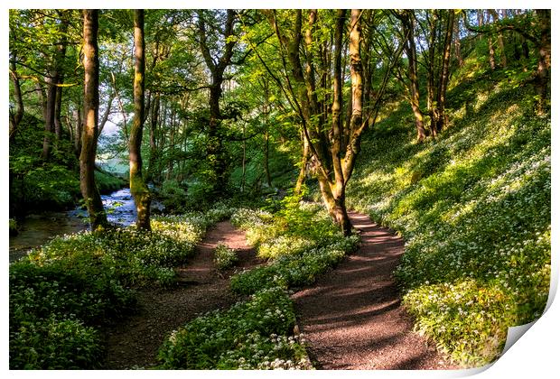 Wild Garlic Flowers on the path Janet's Foss Print by Tim Hill