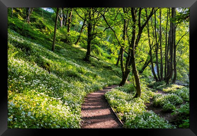 Wild Garlic Flowers on the path Janet's Foss Framed Print by Tim Hill