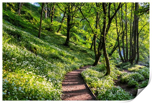 Wild Garlic Flowers on the path Janet's Foss Print by Tim Hill