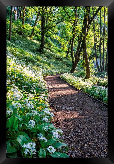 Wild Garlic Flowers on the path Janet's Foss Framed Print by Tim Hill