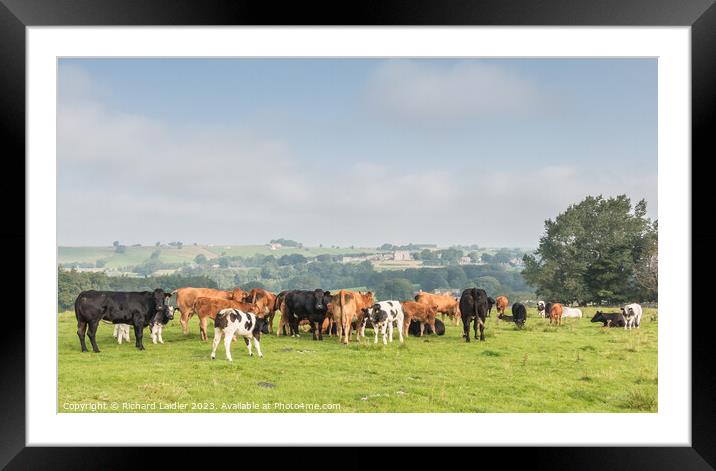 Bowes Cattle and Bowes Castle Framed Mounted Print by Richard Laidler