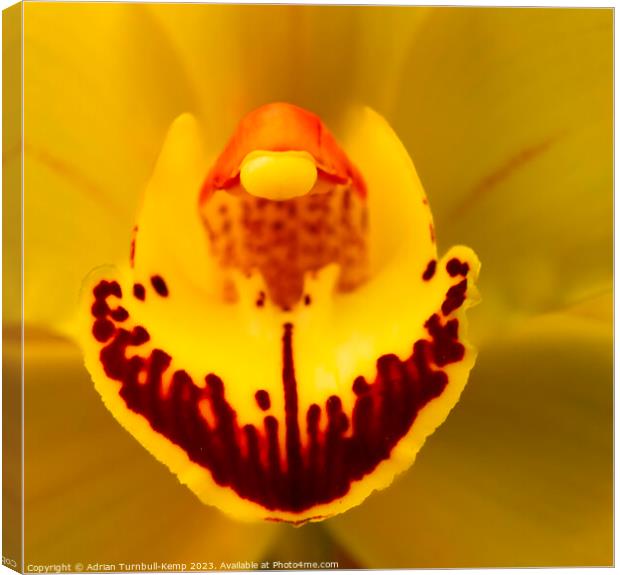 Close-up of yellow orchid Canvas Print by Adrian Turnbull-Kemp