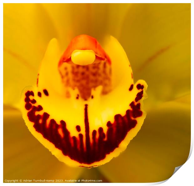 Close-up of yellow orchid Print by Adrian Turnbull-Kemp
