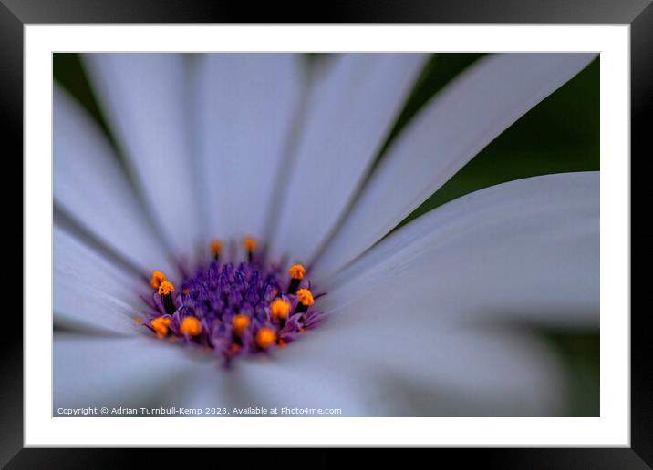 A purple crown Framed Mounted Print by Adrian Turnbull-Kemp