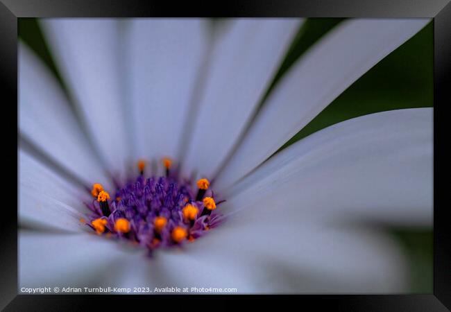 A purple crown Framed Print by Adrian Turnbull-Kemp