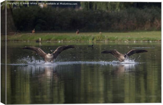 Canada geese landing together Canvas Print by Kevin White
