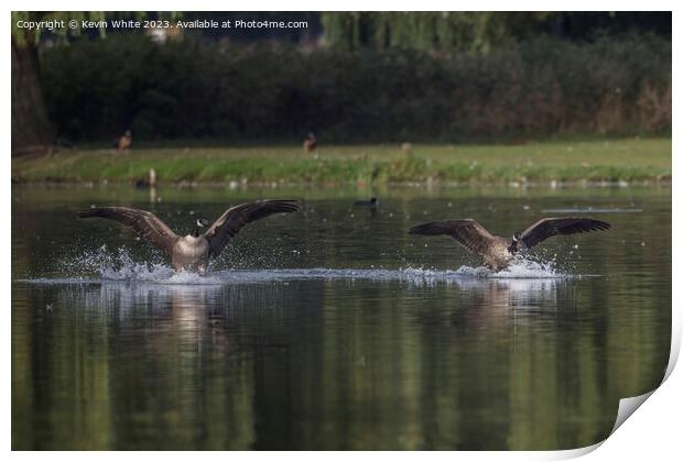 Canada geese landing together Print by Kevin White