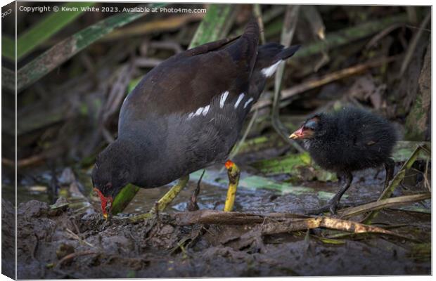 Moorhen showing her chick how to find food Canvas Print by Kevin White