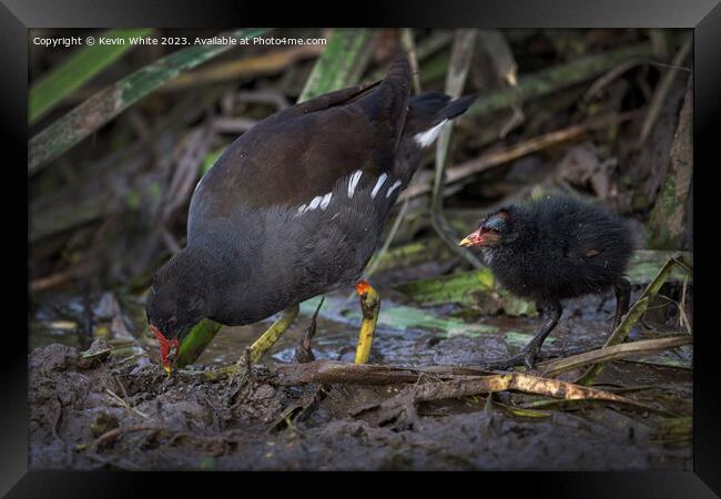 Moorhen showing her chick how to find food Framed Print by Kevin White