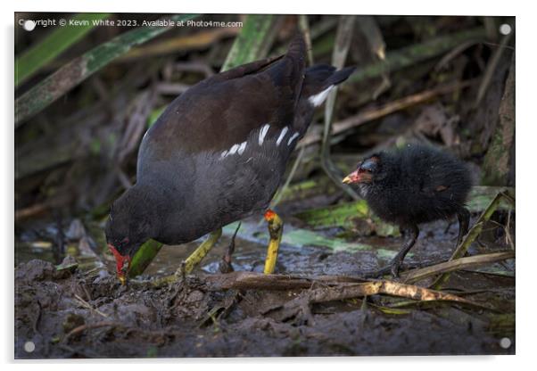 Moorhen showing her chick how to find food Acrylic by Kevin White