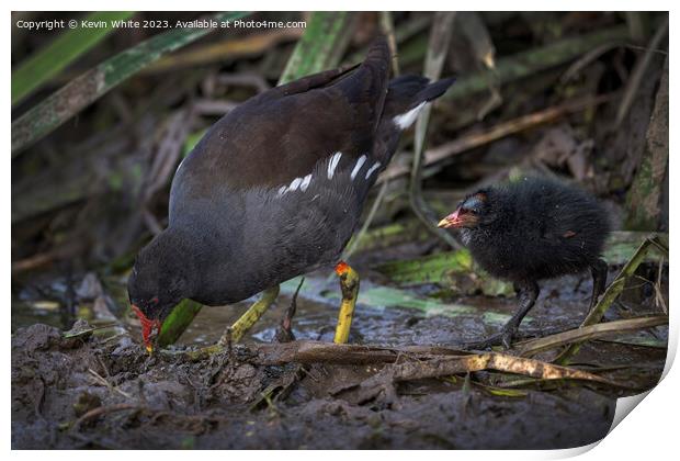 Moorhen showing her chick how to find food Print by Kevin White