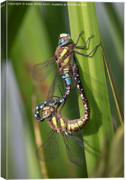 Dragonflie mating in the reeds Canvas Print by Kevin White