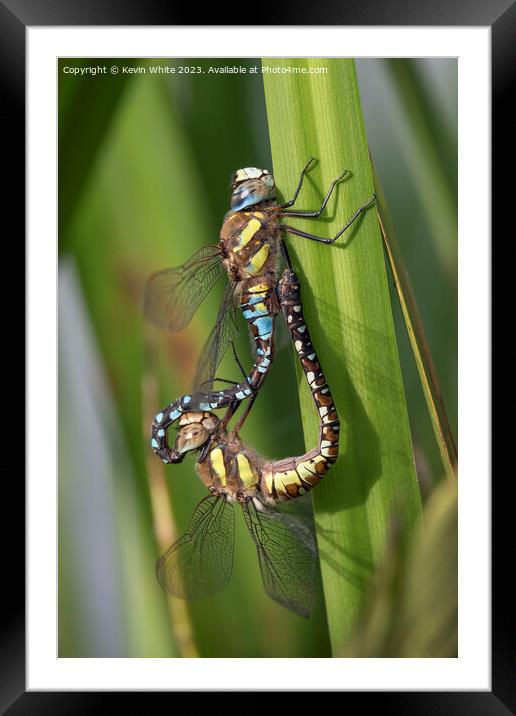 Dragonflie mating in the reeds Framed Mounted Print by Kevin White