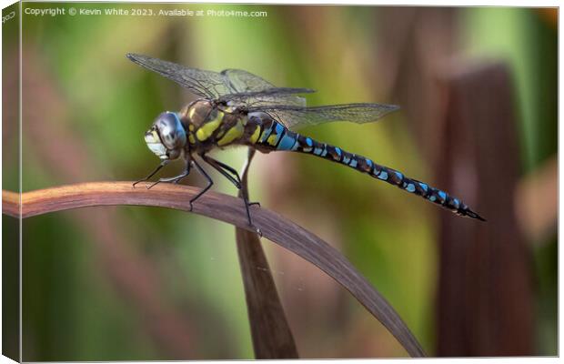 Dragonfly or damselfly resting on a reed leaf Canvas Print by Kevin White