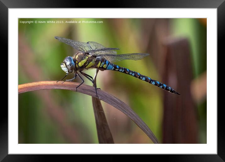 Dragonfly or damselfly resting on a reed leaf Framed Mounted Print by Kevin White