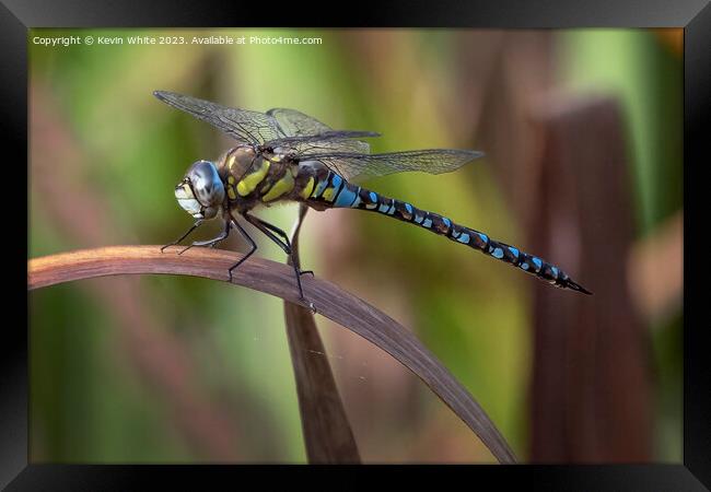 Dragonfly or damselfly resting on a reed leaf Framed Print by Kevin White