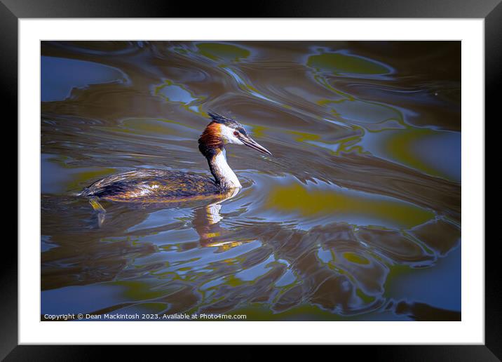 Artistic Showing of The Great Crested Grebe Framed Mounted Print by Dean Mackintosh