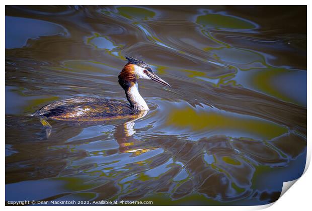 Artistic Showing of The Great Crested Grebe Print by Dean Mackintosh