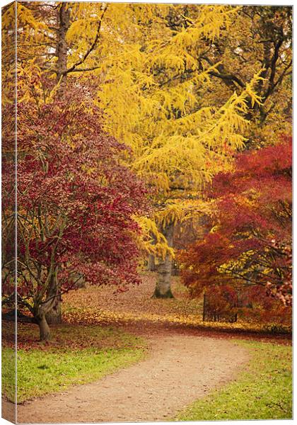 Autumn Path at Westonbirt Canvas Print by Paul Macro