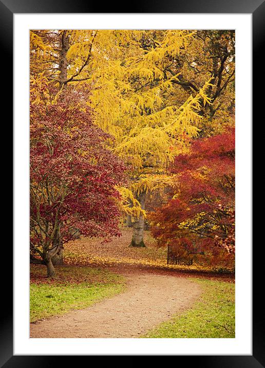 Autumn Path at Westonbirt Framed Mounted Print by Paul Macro
