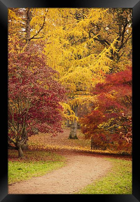 Autumn Path at Westonbirt Framed Print by Paul Macro