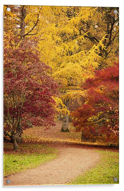 Autumn Path at Westonbirt Acrylic by Paul Macro