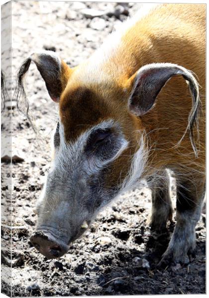 Red River Hog. Canvas Print by Ray Putley