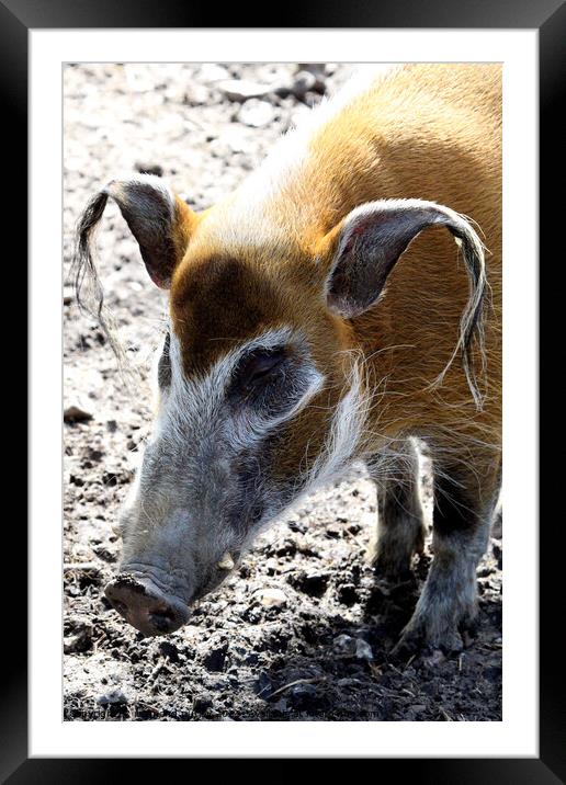 Red River Hog. Framed Mounted Print by Ray Putley