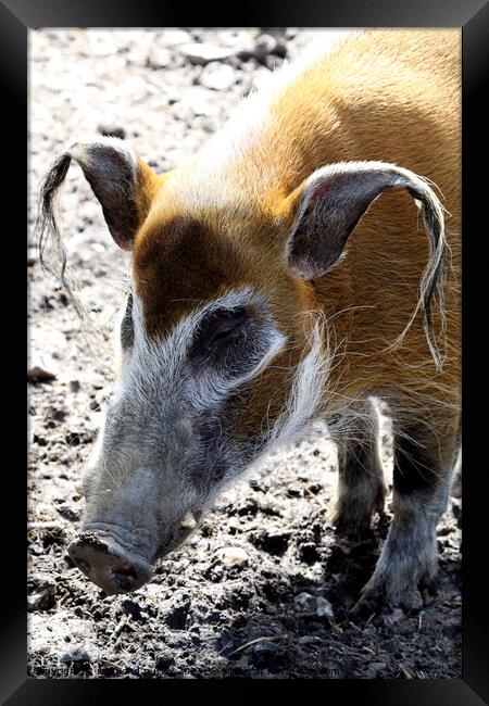 Red River Hog. Framed Print by Ray Putley
