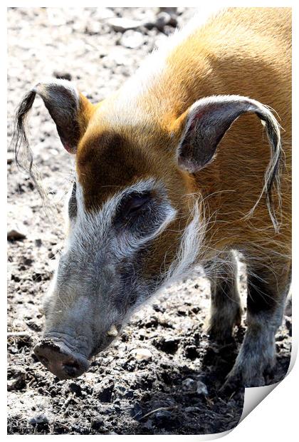 Red River Hog. Print by Ray Putley