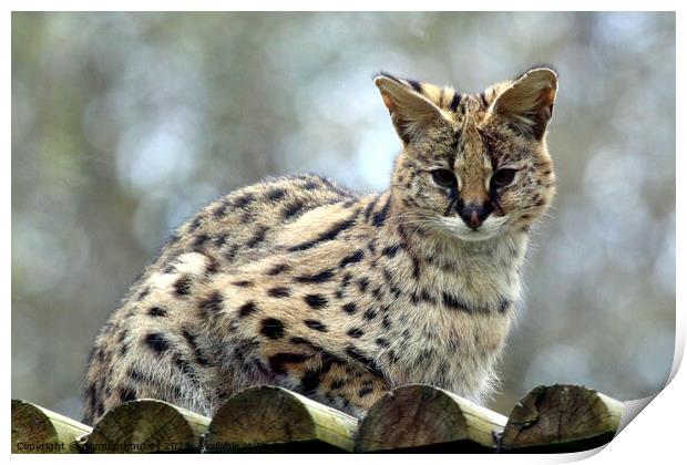 Serval Print by Ray Putley
