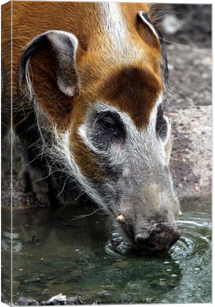 Red River Hog Canvas Print by Ray Putley